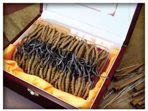 镇宁冬虫夏草回收